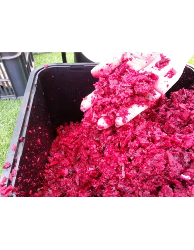 Fruit SHARK MEGALODON - detail drtě červené řepy