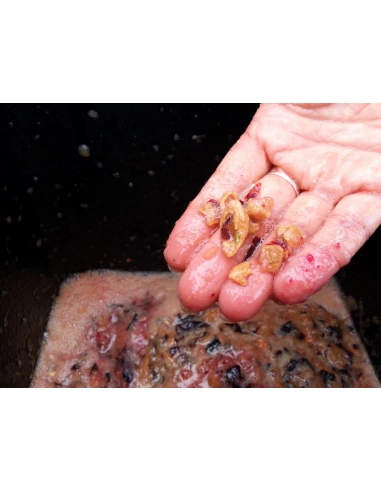 Fruit SHARK MEGALODON - detail drtě švestek - narušená pecka